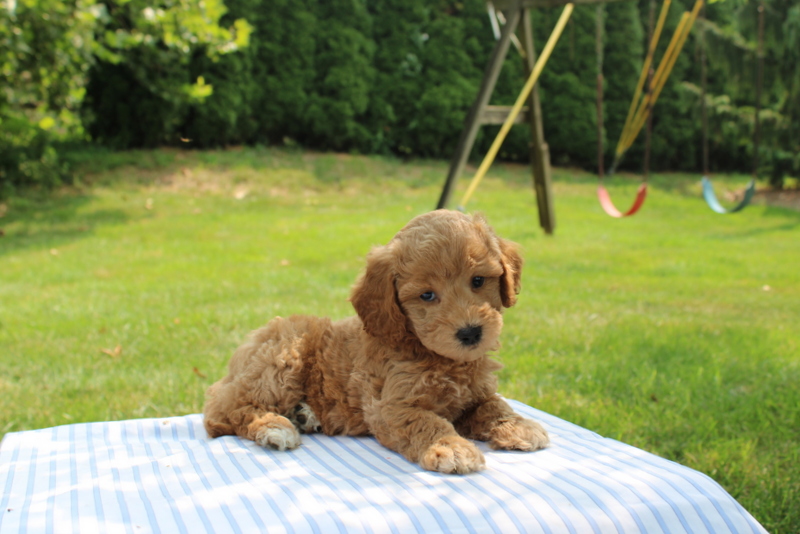 puppy, for, sale, Mini Goldendoodle F1B, Matthew B. Stoltzfus, dog, breeder, Gap, PA, dog-breeder, puppy-for-sale, forsale, nearby, find, puppyfind, locator, puppylocator, aca